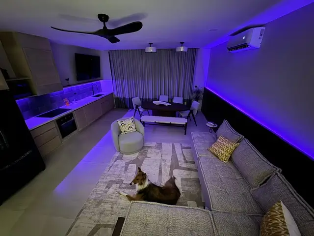 a dog lying on a rug in a sunset villa room, san juan del sur